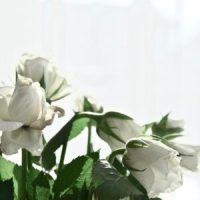 Photo Elegant simplicity