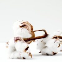 Photo Cotton wick