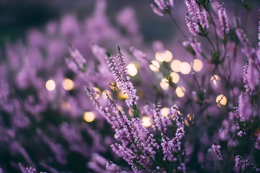 Photo Organic lavender