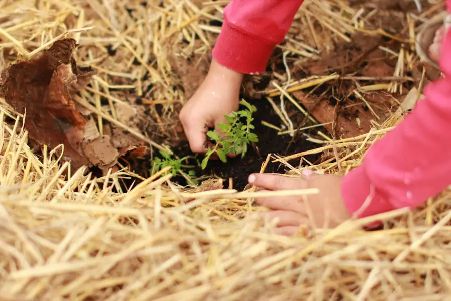 Photo Sustainable soybeans