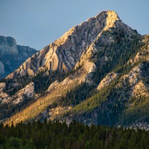 Photo Forest scene