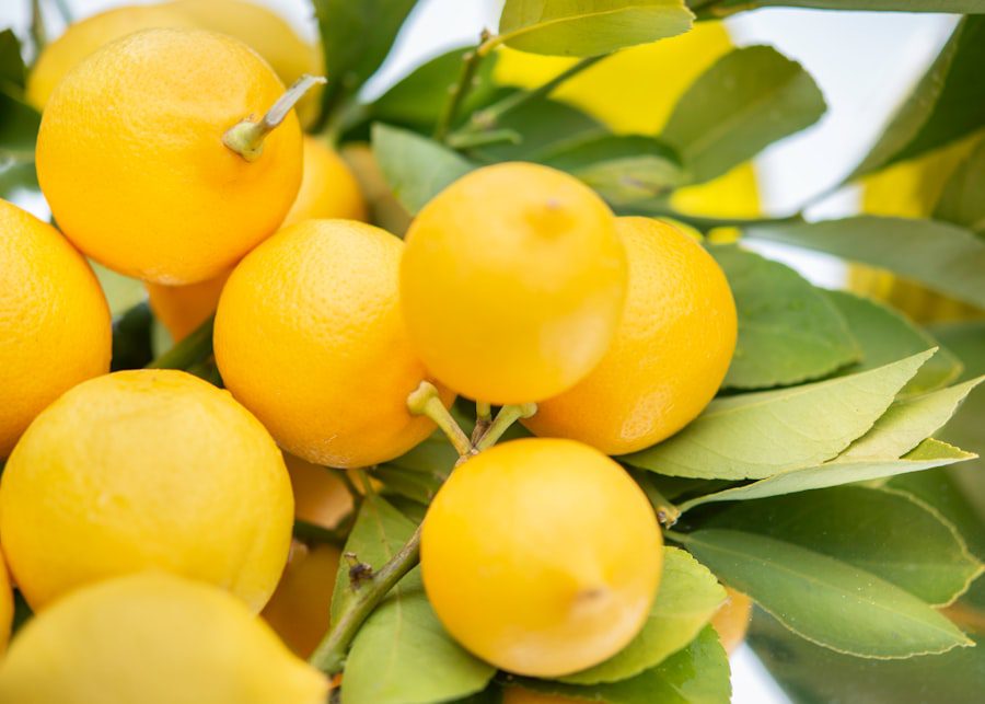 Photo Citrus fruits