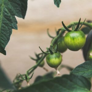 Photo Sustainable soybeans