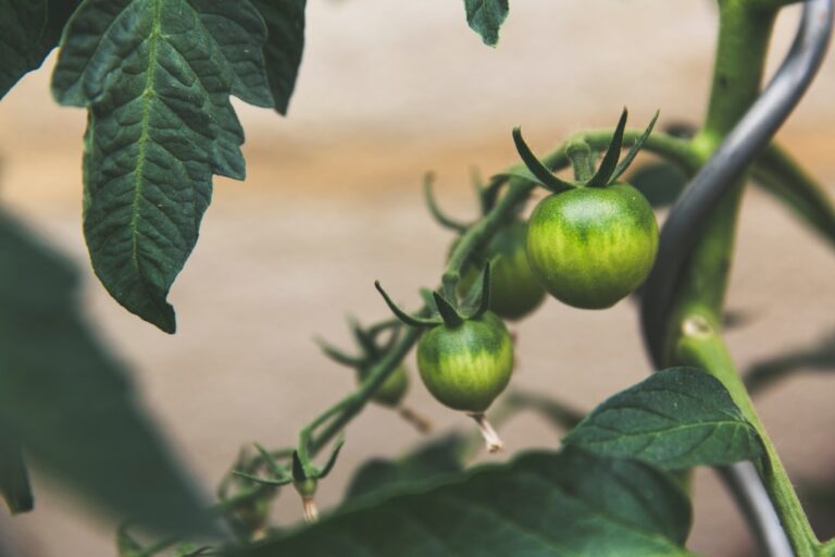 Photo Sustainable soybeans